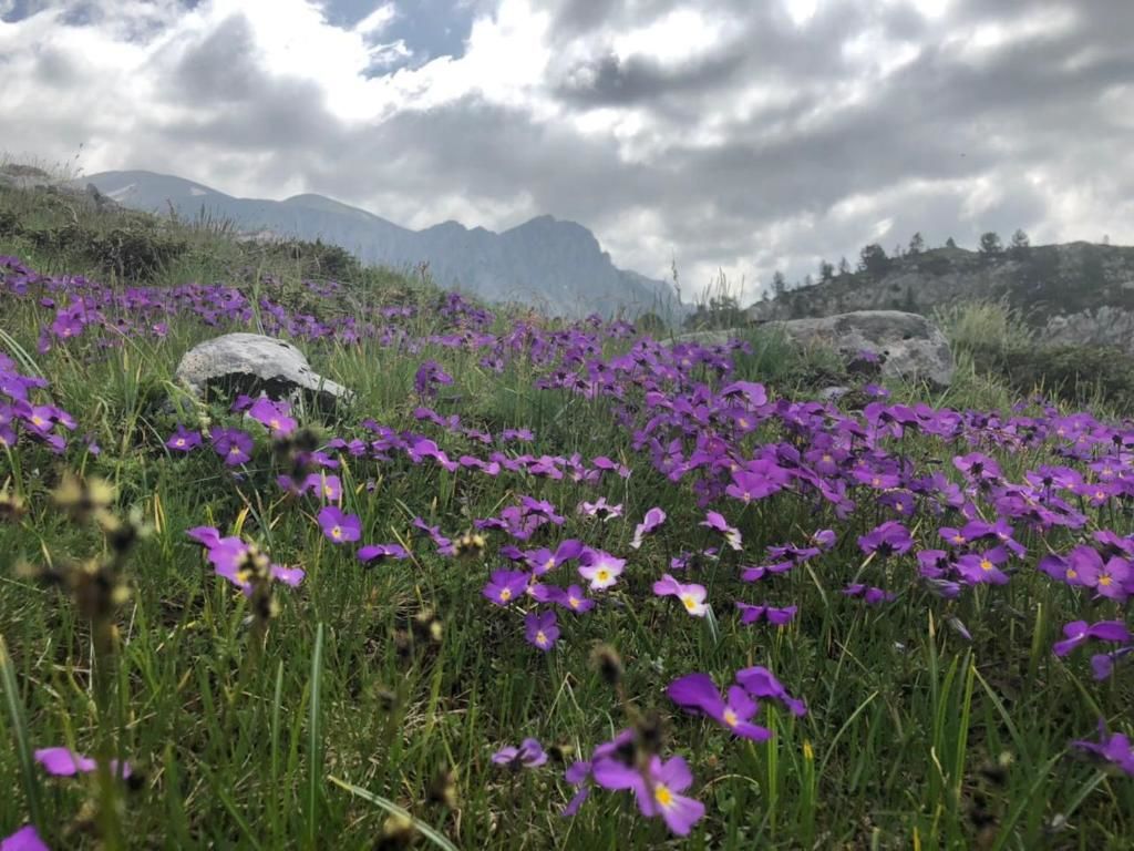 Дома для отпуска Holiday Home Helena Колашин-64