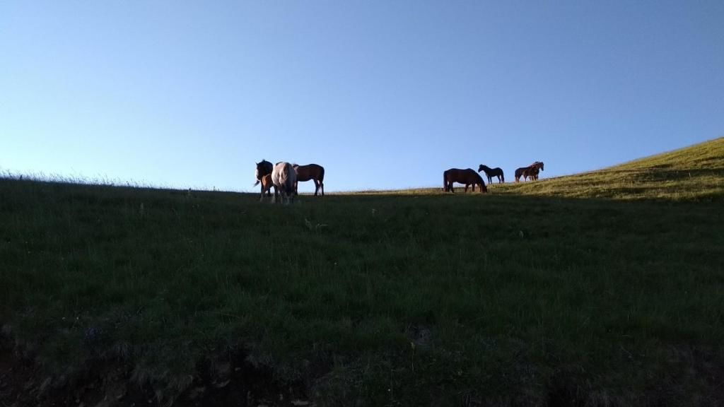 Дома для отпуска Holiday Home Helena Колашин-76